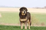 DOGUE DU TIBET 327